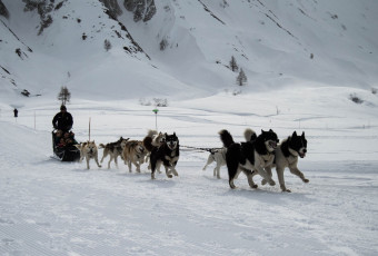 Traineau à chien
